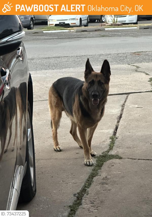 Found/Stray Unknown Dog last seen Near mattern dr, Oklahoma City, OK 73118