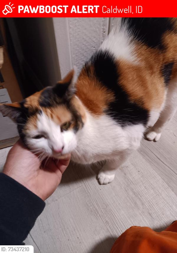 Lost Female Cat last seen Near Maverick, up the hill on the right around Alaska and Big Sky St., Caldwell, ID 83605