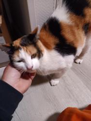 Lost Female Cat last seen Near Maverick, up the hill on the right around Alaska and Big Sky St., Caldwell, ID 83605