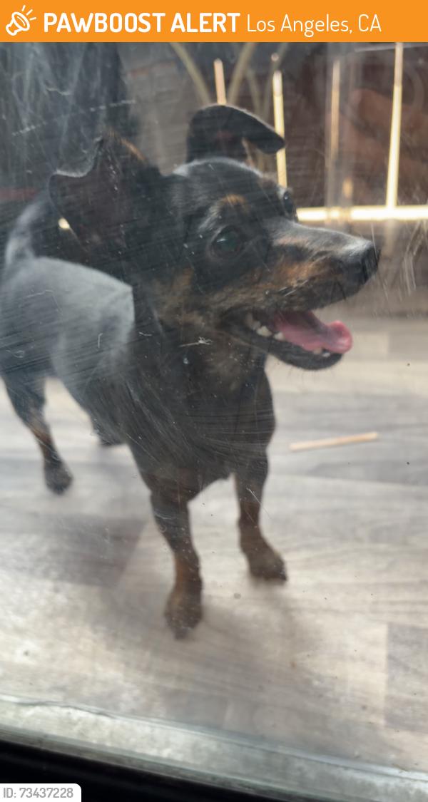 Found/Stray Male Dog last seen Victory blvd and Kester ave, Los Angeles, CA 91405
