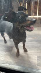 Found/Stray Male Dog last seen Victory blvd and Kester ave, Los Angeles, CA 91405