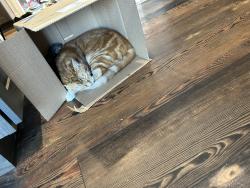 Lost Male Cat last seen Corner cones, Butler, PA 16002