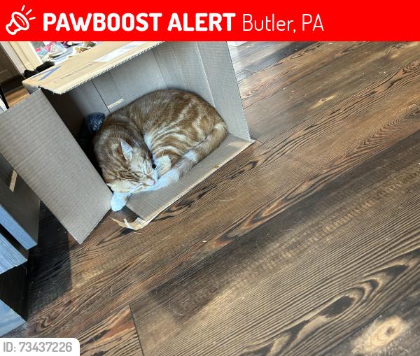 Lost Male Cat last seen Corner cones, Butler, PA 16002