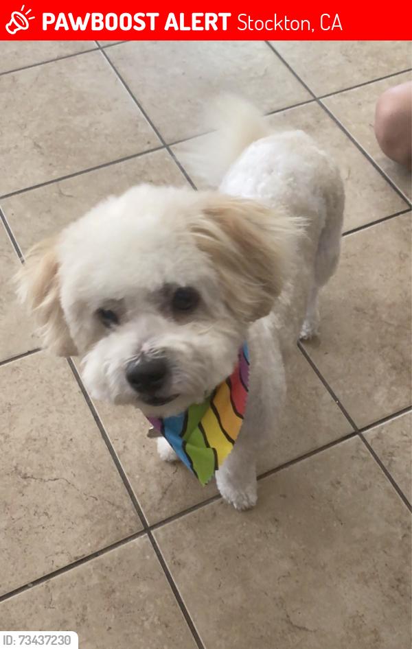 Lost Male Dog last seen Fresno ave, Stockton, CA 95206