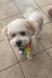 Lost Male Dog last seen Fresno ave, Stockton, CA 95206