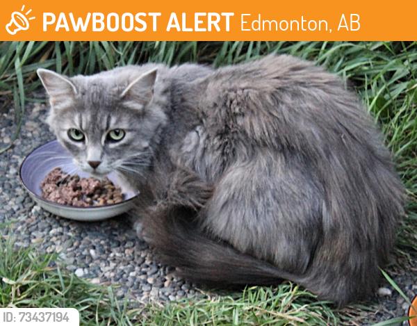 Found/Stray Female Cat last seen Near street and 132 Avenue, St. Edmund's Church, Edmonton, AB 