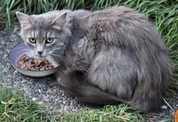 Found/Stray Female Cat last seen Near street and 132 Avenue, St. Edmund's Church, Edmonton, AB 