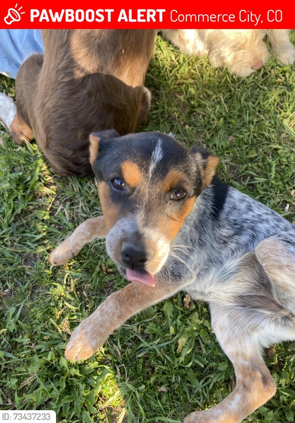 Lost Male Dog last seen Harvest Road, Commerce City, CO 80603