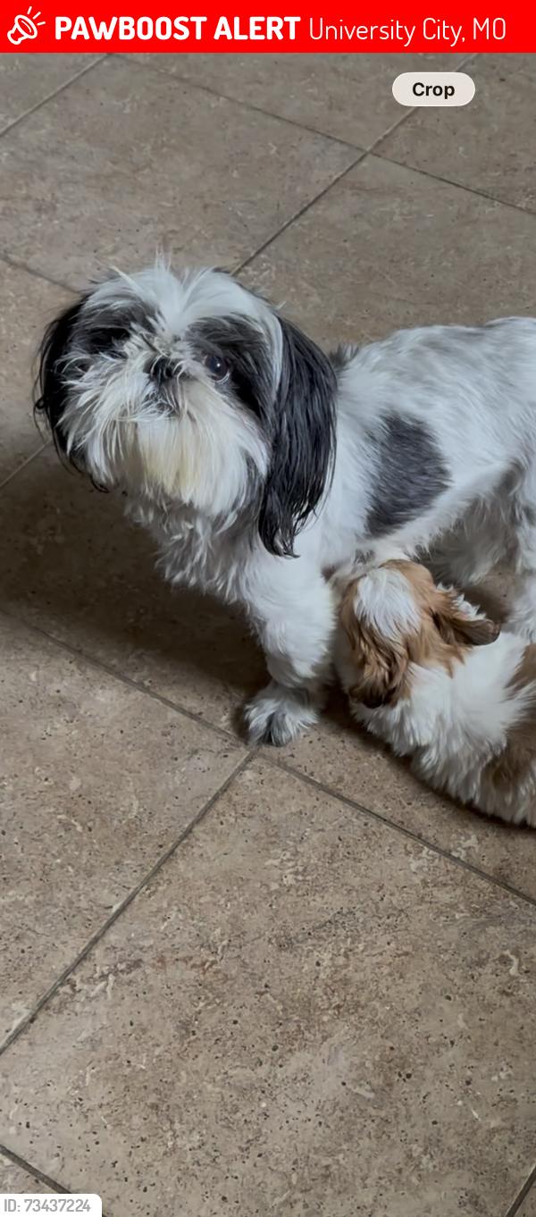 Lost Female Dog last seen North & South, University City, MO 63130