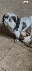 Lost Female Dog last seen North & South, University City, MO 63130