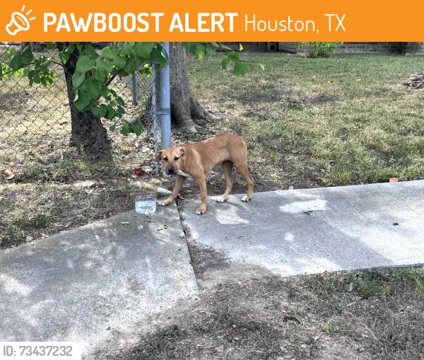 Found/Stray Female Dog last seen Alperton Dr and Almington Ln (Inwood Pines Playground), Houston, TX 77088
