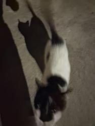 Found/Stray Male Cat last seen Noah Harrold, Hays, NC 28635