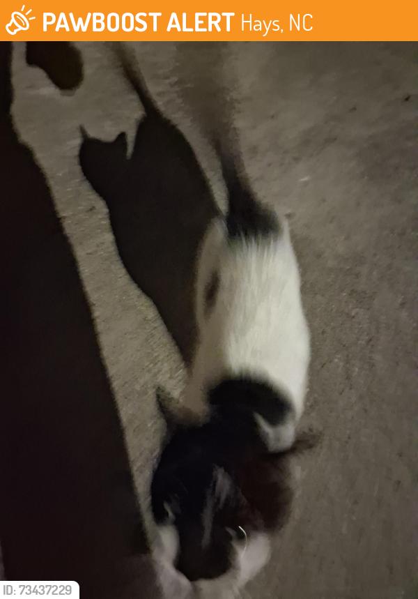 Found/Stray Male Cat last seen Noah Harrold, Hays, NC 28635