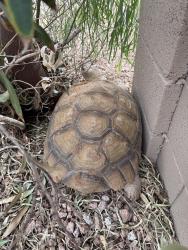 Found/Stray Unknown Reptile last seen Tatum and Desert Cactus, Phoenix, AZ 85032