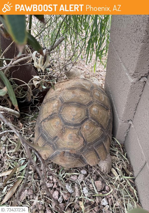 Found/Stray Unknown Reptile last seen Tatum and Desert Cactus, Phoenix, AZ 85032