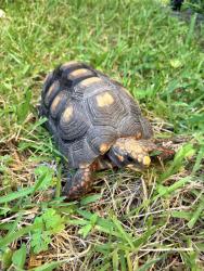 Found/Stray Male Reptile last seen Essex drive Wellington Florida, Wellington, FL 33414