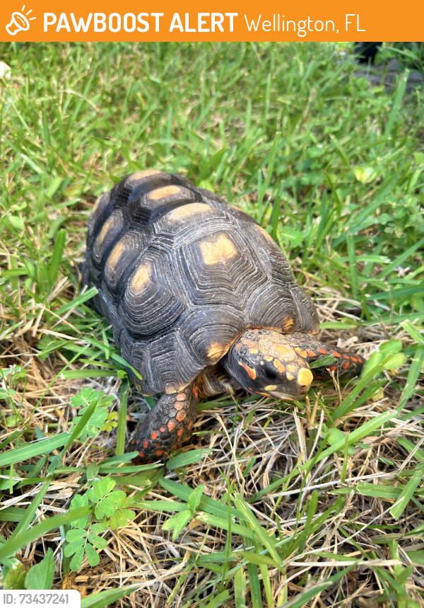 Found/Stray Male Reptile last seen Essex drive Wellington Florida, Wellington, FL 33414