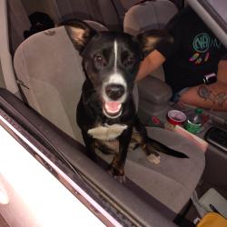 Found/Stray Female Dog last seen Ewing and 377, Fort Worth, TX 76116