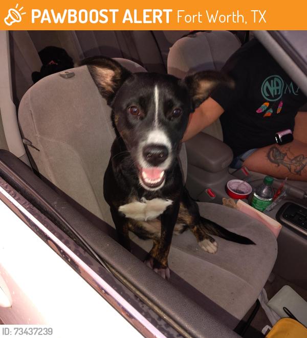 Found/Stray Female Dog last seen Ewing and 377, Fort Worth, TX 76116