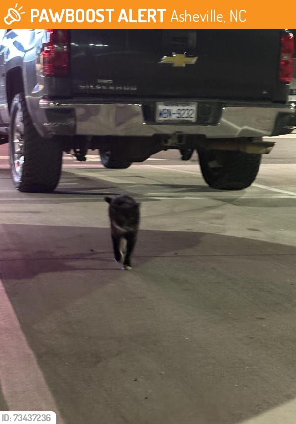 Found/Stray Unknown Cat last seen smokey park highway, Asheville, NC 28801