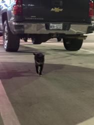 Found/Stray Unknown Cat last seen smokey park highway, Asheville, NC 28801