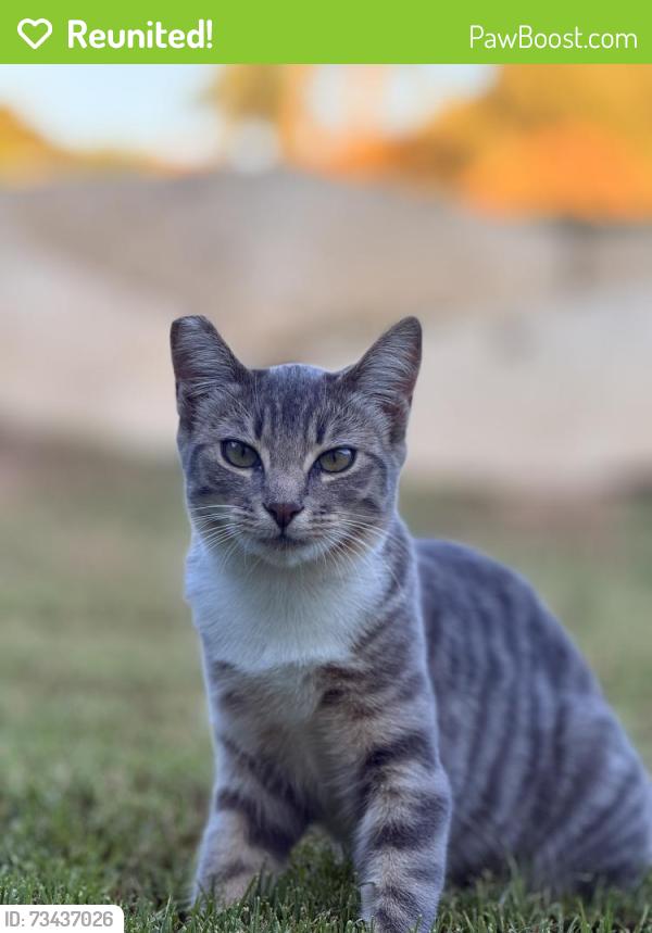 Reunited Female Cat last seen Fallbrook st, Fallbrook, CA 92028