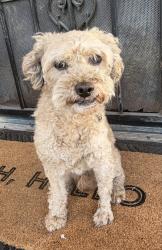 Found/Stray Male Dog last seen Broadway, San Pablo, CA 94806