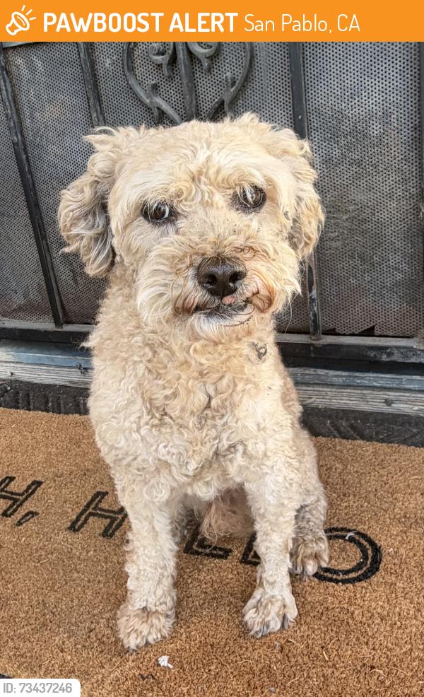 Found/Stray Male Dog last seen Broadway, San Pablo, CA 94806