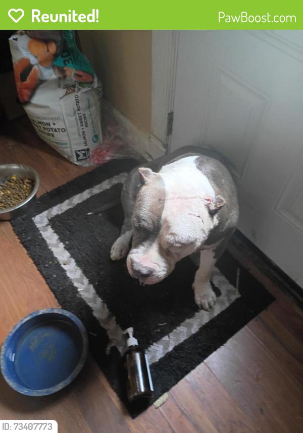Reunited Male Dog last seen Bike trail,circle k, tire place,Bermuda, St. Louis, MO 63135