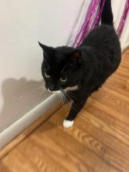 Reunited Male Cat last seen W street and 15th street, Washington, DC 20018