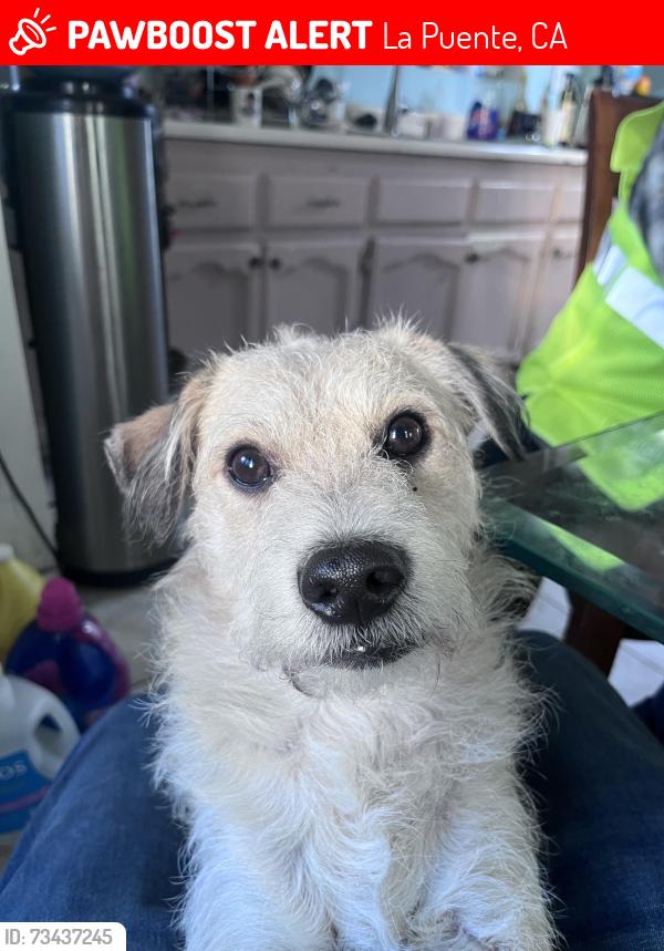Lost Male Dog last seen Shadydale Ave, La Puente, CA 91744