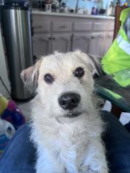 Lost Male Dog last seen Shadydale Ave, La Puente, CA 91744