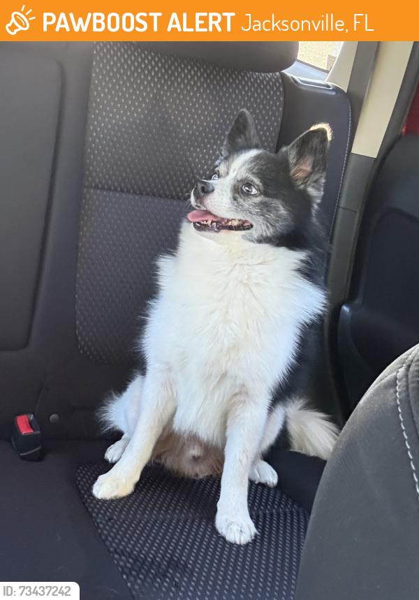 Found/Stray Male Dog last seen Atlantic Blvd. and Hendricks Ave, Jacksonville, FL 32207