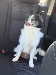 Found/Stray Male Dog last seen Atlantic Blvd. and Hendricks Ave, Jacksonville, FL 32207