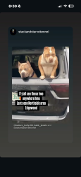 Lost Female Dog last seen Edgewood ave, Jacksonville, FL 32254