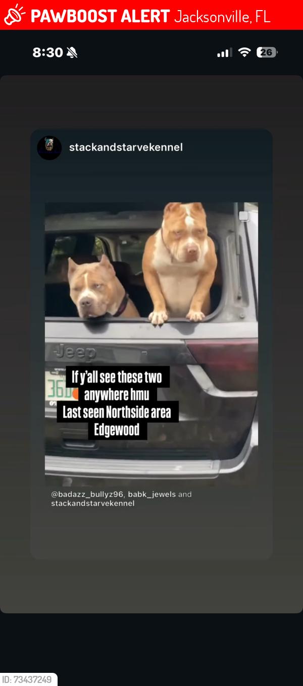 Lost Female Dog last seen Edgewood ave, Jacksonville, FL 32254