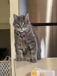 Lost Female Cat last seen Newburg and cherry hill, Westland, MI 48186