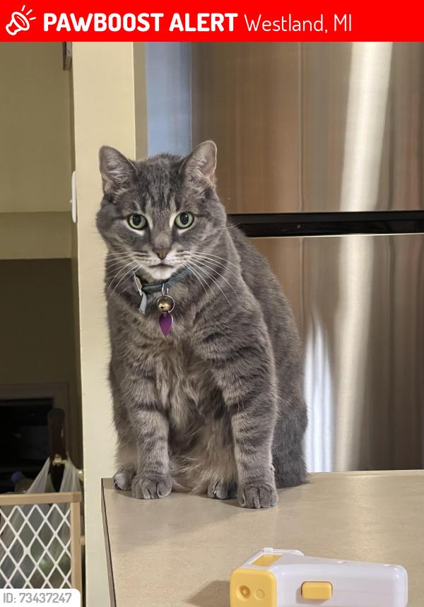 Lost Female Cat last seen Newburg and cherry hill, Westland, MI 48186