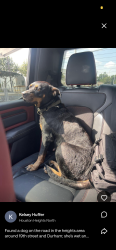 Found/Stray Female Dog last seen 19th street and Durham. Houston heights, Houston, TX 77008