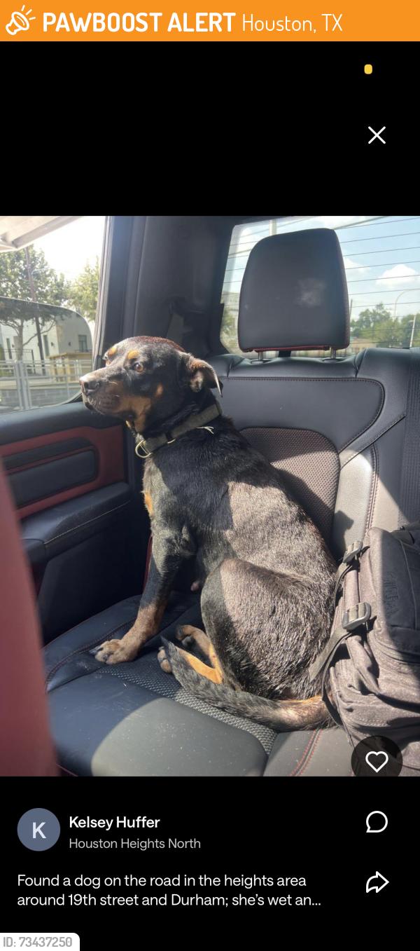 Found/Stray Female Dog last seen 19th street and Durham. Houston heights, Houston, TX 77008