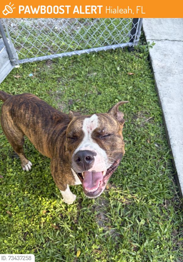Found/Stray Male Dog last seen Near, Hialeah, FL 33013