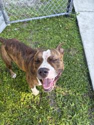 Found/Stray Male Dog last seen Near, Hialeah, FL 33013
