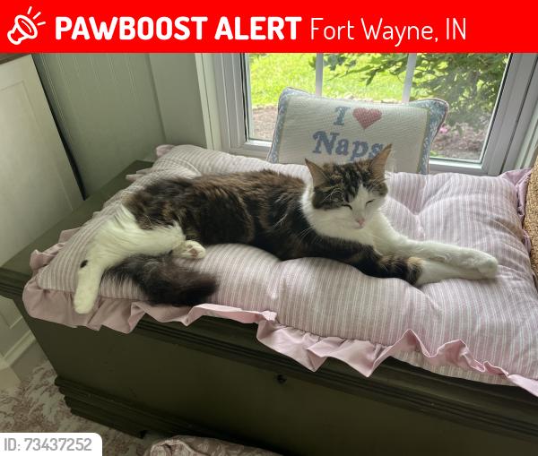 Lost Female Cat last seen Leesburg rd, Fort Wayne IN, Fort Wayne, IN 46808