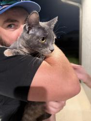 Reunited Female Cat last seen Diplomat and Nelson rd, Cape Coral, FL 33993