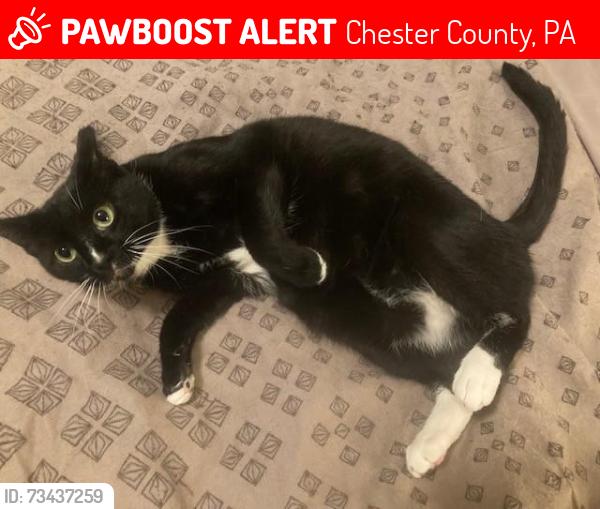 Lost Male Cat last seen Coatesville Country Club, Chester County, PA 19320