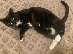 Lost Male Cat last seen Coatesville Country Club, Chester County, PA 19320