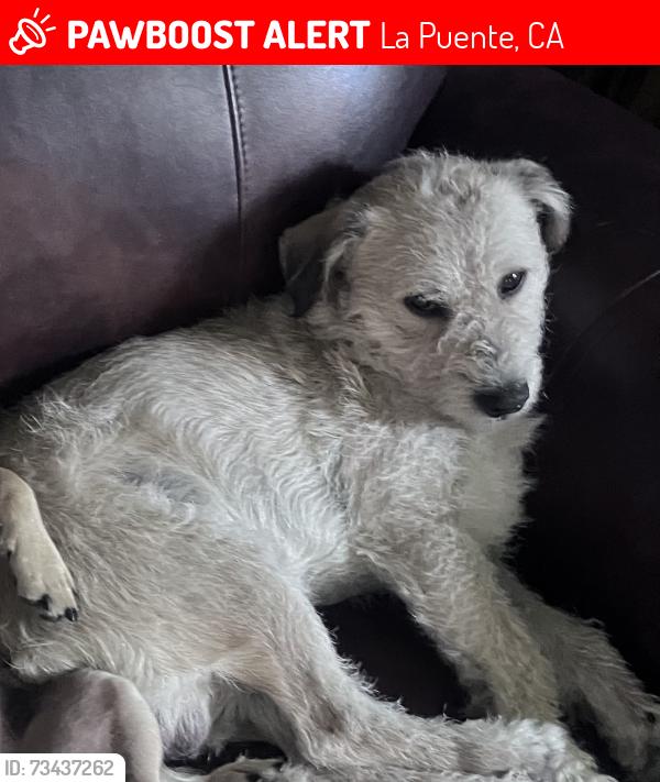 Lost Male Dog last seen Temple Ave and Sunset Ave, La Puente, CA 91744