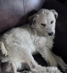 Lost Male Dog last seen Temple Ave and Sunset Ave, La Puente, CA 91744