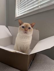 Reunited Male Cat last seen Washburn way, Larchmont street, North Highlands, CA 95660