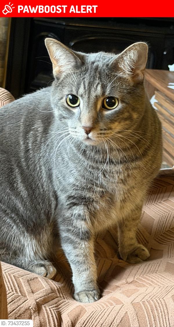 Lost Male Cat last seen Robinhood Dr NE and Nottingham Dr NE, Grand Rapids Township, MI 49546